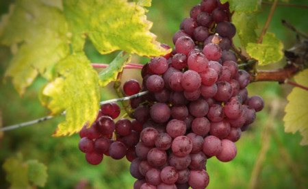 Grapes