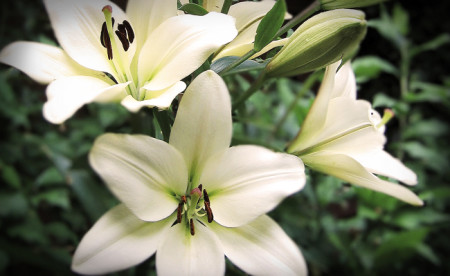 lilies