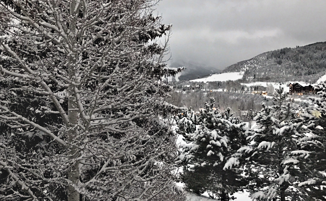 Snow covered trees in Vail CO