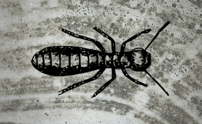 termite